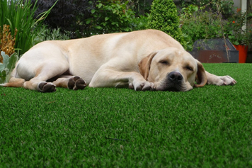 Perfect for Pets Perfect for Pets